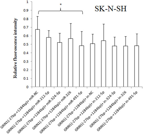 Figure 8 Effect of has-miR-212-5p, has-miR-324-3p, has-miR-326, and has-miR-491-5p on GRIN1 gene expression in SK-N-SH cells. The relative fluorescence intensity of the pmirGLO-GRIN1 (−27 bp – +1284 bp) + has-miR-491-5p mimic was significantly lower than that of the pimiGLO-GRIN1 (−27 bp – +1284 bp) + miRNA NC mimic in SK-N-SH cells. *0.02 < p < 0.05.