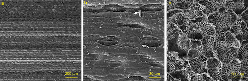 Figure 7. SEM images of totora rind (A, B) and cross section of totora pith (C).