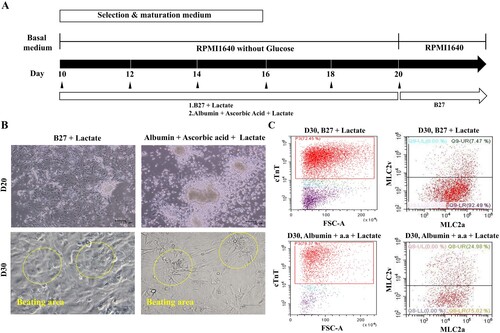 Figure 2. Ascorbic acid and albumin promote cardiovascular differentiation. (A) Schematic representation of cardiovascular differentiation via selection and maturation with or without ascorbic acid and albumin. (B) Phase contrast images show cell morphology at days 20 and 30 of selection and maturation medium. (Upper panel: Scale bar, 100 μm and lower panel: Scale bar, 200 µm) (C) The percentage of positive cells for MLC-2v, a marker for ventricular specification, in population of cTnT-positive cells maturated by medium containing albumin and ascorbic acid is higher than that in population of cTnT-positive cells by medium containing B27.