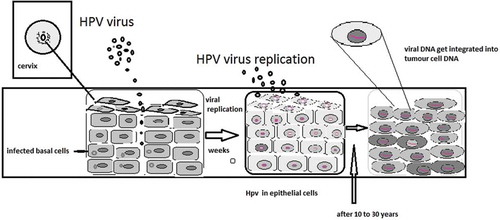 Figure 1. The mechanism of HPV infecting the host cells, its replication in epithelial cells, and integration into host cell’s DNA.