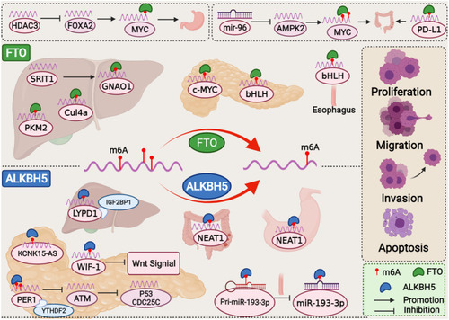 Figure 2 The mechanism and functions of m6A demethylases FTO and ALKBH5 involved in human digestive system cancers.
