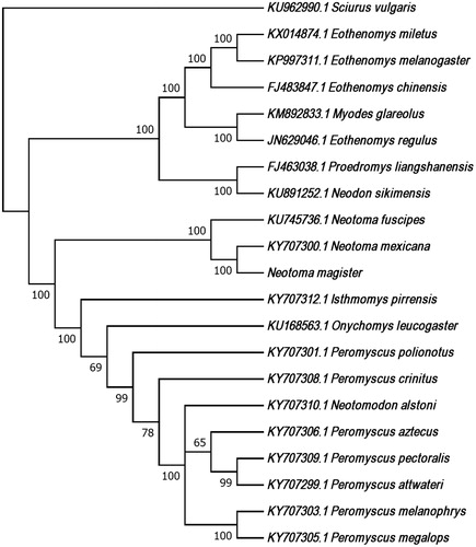 Figure 1. We used CLUSTALW implemented by MEGA 7.0.21 to align the mtDNA genome sequences from N. magister, N. fuscipes, N. mexicana (the only other woodrats for which complete mitogenome sequences were available from NCBI), 17 other Cricetid species and an outgroup (Sciurus vulgaris). This alignment was used to produce a maximum likelihood tree using the GTR + G + I model of evolution and 1000 bootstraps. Bootstrap values are included at each node and each species label includes the GenBank accession number, with the exception of N. magister (GenBank accession number MG182016).