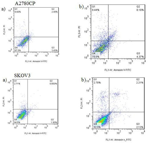 Figure 8. Effects of MEL-loaded PEGylated nanoliposomes to induce apoptosis in A2780CP and SKOV3 cells using flow cytometry method. (a) Dot plot of A2780CP and SKOV3 cells treated by PBS for 72 h (control), (b) dot plot of A2780CP and SKOV3 cells treated by MEL-loaded PEGylated nanoliposomes.