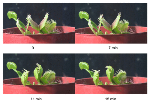 Figure 1. The open trap (A) and a triggering hair (B) of the Venus flytrap.