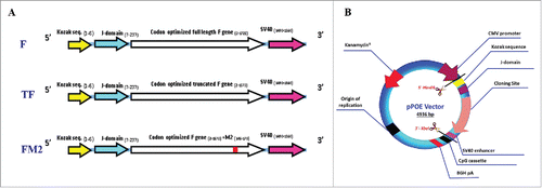 Figure 1. (A) Schematic representation of the different HRSV F gene cassettes. Three versions of the F gene were codon optimized to the human system. The Kozak sequence and J-domain were linked to the 5´-end and the SV40 enhancer sequence was added to the 3´-end. (B) Recombinant pPOE immunization vector. The diagram shows the structural components of the vector and their relative positions including the origin of replication (ori), kanamycin resistant gene (kan) for selection of recombinant clones, CMV promoter for mammalian gene expression, and CpG cassette for activation of the Toll-like receptor-9 signaling cascade. The cloning site of F gene cassette is indicated.