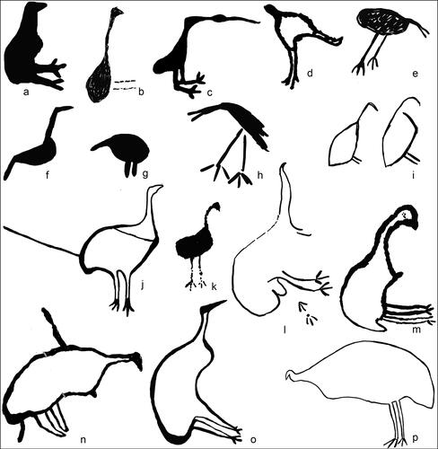 Figure 10. Bird depictions showing the variation in form and graphic attributes; bustard (j) and emus (l–p) are the more diagnostic species.