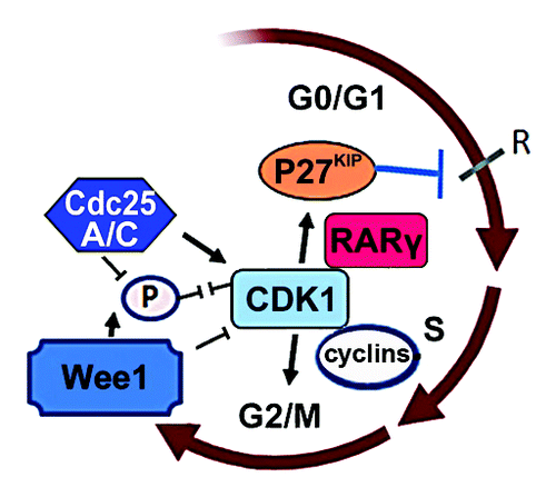 Figure 1. To regulate the proper entry of mitosis, CDK1 is inhibited by Wee1 which phosphorylate CDK1, while it is activated Cdc25A and C, which dephosphorylate CDK1. Hedblom et al. for the first time showed that RARγ and CDK1 form a reciprocal regulatory circuit and influence the function and level of P27kip protein, and control the G0/G1 phases of cell cycle.