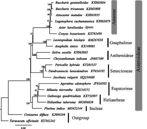 Figure 1. The best maximum likelihood (ML) phylogram inferred from 20 chloroplast genomes in Asteraceae (bootstrap value are indicated on the branches).