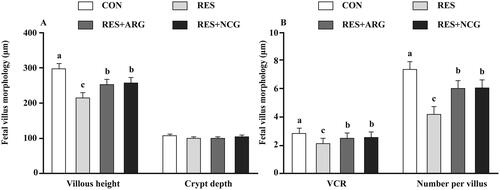 Figure 1. Roles of rumen-protected L-arginine (RP-arg) or N-carbamylglutamate (NCG) supplemented in diet in villus morphology of foetal jejunum in underfed Hu ewes at d110 of gestation. Villous height and crypt depth (A), and VCR and number per villus (B) were determined. VCR: villous height: crypt depth ratio; NRC: National Research Council; CON/RES: ewes fed 100%/50% of NRC (Citation2007) recommendations for pregnancy; RES + ARG, ewes fed 50% of NRC (Citation2007) recommendations with supplementation of 20 g/d RP-arg; RES + NCG, ewes fed 50% of NRC (Citation2007) recommendations with supplementation of 5 g/d NCG. Data represent means, and standard errors are shown in vertical bars (n = 8/group for ewes, n = 16/group for the foetus). Labelled means with no identical letters suggest significant differences, p < .05.