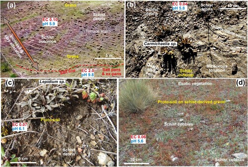 Figure 9. Photographs of the principal substrates with little or no soil above the salt line at the Patearoa site. A, Oblique drone view of terrace scarp on a schist spur, with outcrops of weakly clay-altered schist and debris derived from decomposition of those outcrops. Intensity of clay alteration increases on both sides of the spur, controlling the topography. The salt line occurs at the base of this hill, with grass immediately above that line indicating localised shallow groundwater seepage. B, Schist outcrop with native broom (Carmichaelia sp) growing in fractures (bottom centre), and bare soil-free schist debris (top). Darker parts of outcrop are micaceous foliation surfaces; pale brown portions are quartz-albite veins. C, Schist debris with active erosion of proto-soil, and a specimen of endemic Lepidium solandri. D, Schist-derived river gravel forming top of terrace, with gravel proto-soil (cm scale) predominantly hosting invasive exotic plants and scattered native tussock.