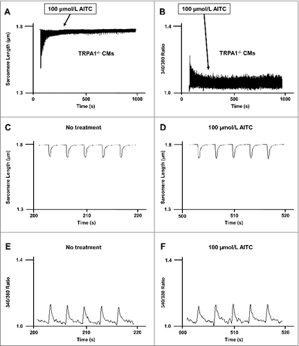 Figure 4. AITC has no effect on [Ca2±]I and shortening in CMs obtained from TRPA1 null mice. Original traces demonstrating the lack of effect of AITC (100 μmol/L) on steady-state sarcomere length (µm; panel A) and [Ca2+]i (340/380 ratio; panel B) in an individual mouse ventricular myocyte obtained from TRPA1 null mice (TRPA1−/−). AITC was added where indicated on the figure. Exploded views of changes in sarcomere length and [Ca2+]i before and after addition of AITC are depicted in panels C-F. n = 8 cells from 4 hearts.