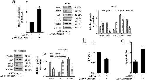 Figure 2. SNHG17 overexpression suppressed mitophagy and induced apoptosis of podocytes. MPC5 cells were divided into pcDNA and pcDNA-SNHG17 groups. a. Left: The transfection efficiency of pcDNA-SNHG17 was measured by qRT-PCR. Right: Protein levels of Mfn1, p62, LC3, Parkin, and Drp-1 in the pcDNA group and the pcDNA-SNHG17 group were detected using western blot. Below: Protein levels of p62, LC3, and Parkin in the mitochondria of MPC5 cells were detected. b. ATP level was detected using the ATP Bioluminescence Assay Kit. c. The apoptosis of podocytes was detected using the flow cytometry method. Three replicates were used. *p < 0.05 vs pcDNA.