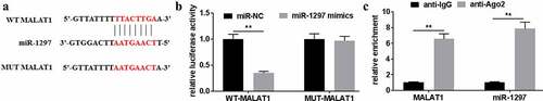 Figure 3. MiR-1297 was a potential target for MALAT1. (a) The underlying interaction of MALAT1 with miR-1297 was tested using Starbase2.0. (b) Relative luciferase activities were tested for A549/DDP cells after WT/MUT-MALAT1 co-transfection with miR-1297 mimics/miR-NC. Association of MALAT1 with miR-1297 was determined through RIP assay. The experiments were conducted three times independently, with data denoted as mean ± SD. *P < 0.05, **P < 0.01.