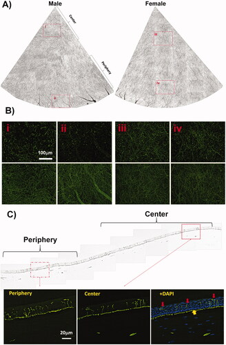 Figure 2. Epithelial nerve architecture of chicken cornea. (A) Two quadrants of corneal subbasal nerves were documented from a male and a female chicken of the same age (see Supplementary Figures 1 and 2 for entire images). (B) Highlighted images (10× lens) showing the detailed nerve structures at the corneal central (i, iii) and peripheral (ii, iv) zones. The images of the superficial terminals and the subbasal bundles were documented at the same points. (C) Cross-sectional view of chicken corneal nerve structure. Highlighted images show the detailed epithelial nerve distribution at the center and periphery. The image counterstained with DAPI shows the location of subbasal bundles (yellow arrows) and the shape of epithelial terminals (red arrows) in the central cornea.