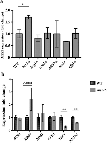 Figure 7. Mss2 positively regulates TEC1 and NDT80 expression during biofilm formation. (a) Loss of any one of the biofilm genes did not affect MSS2 expression, whereas (b) the expression of TEC1 and NDT80 was significantly reduced in the mss2Δ strain. *, P< 0.05