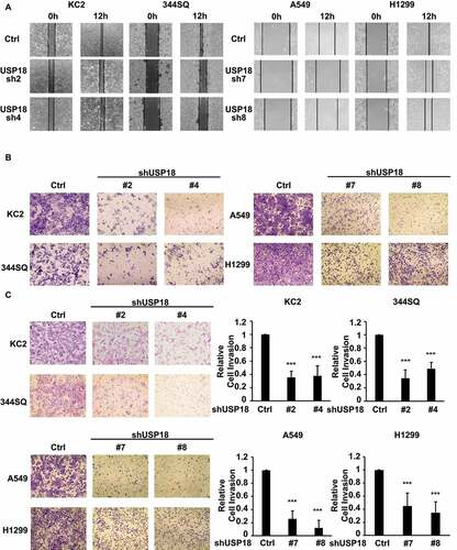 Figure 2. USP18 knock-down led to a statistically significant reduction of migration and invasion of the indicated lung cancer cell lines. (a) Individual USP18 knock-down in transfectants reduced human and murine lung cancer cell migration as measured by wound healing assays that were normalized to control (inactive) shRNA stable lung cancer cell line transfectants. (b) USP18 knock-down of USP18 decreased human and murine lung cancer cell migration as measured by transwell assays that were normalized to control (inactive) shRNA lung cancer cells. (c) Independent knock-down of USP18 expression repressed human and murine lung cancer cell invasion as measured by transwell assays that were normalized to control (inactive) shRNA lung cancer cell line transfectants. The symbol *** refers to P < .001.