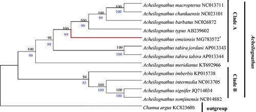 Figure 1. Phylogenetic relationship between 13 taxa. The phylogenetic tree was constructed using maximum likelihood (ML) and neighbor-Joining (NJ) method based on the nucleotide alignments of 13 protein-coding genes. The tree topologies produced by ML and NJ analyses were equivalent. NJ posterior probabilities (black number) and ML bootstrap values (blue number) are shown on the nodes. Channa argus (GenBank: KC 823605) was used as the outgroup.