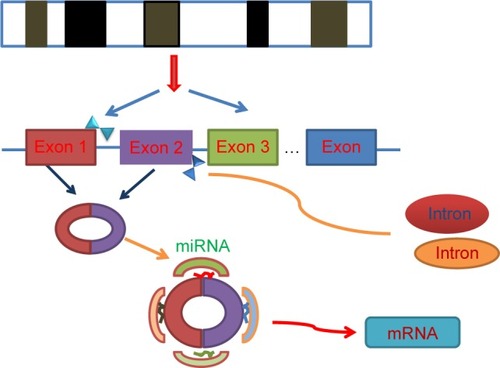 Figure 1 Mechanism of circRNAs functioning as competing endogenous RNAs or miRNA sponges.