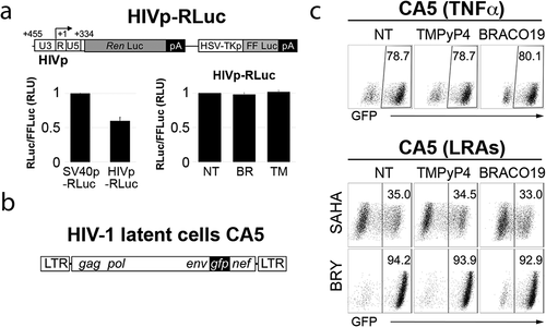 Figure 3. G4 ligands do not interfere with HIV promoter activity and with virus reactivation from latency. (a) Schematic diagram of the expression cassette for Renilla luciferase (Ren Luc) under control of the HIV-1 promoter (HIVp-RLuc). The simian virus 40 early enhancer/promoter (SV40p) in psiCHECK-2 (SV40p-RLuc) was replaced with the HIV promoter (−455 to +334) derived from NL4-3. Firefly luciferase (FF Luc) expressed from herpes simplex virus thymidine kinase promoter (HSV-TKp) was used as a transfection control. Below, dual-luciferase assay (n 3) of HEK 293 T lysates after transfection of HIVp-RLuc. Left panel: Renilla Luciferase expression levels from the HIV promoter are about 60% of those from the SV40 promoter in the psiCHECK-2 vector. Right panel: HIV promoter activity is not affected by TMPyP4 (TM; 15 μM) and BRACO19 (BR; 6 μM). RLU, relative light units; NT, not treated. (b) Schematic diagram of the NL4-3-based green fluorescent protein (GFP) reporter virus, which was used to infect Jurkat T cells and to generate latently infected CA5 T cells [Citation44]. (c) Latency reversal in latently infected CA5 T cells is not affected by BRACO19 (35 μM) and TMPyP4 (20 μM). Flow cytometry plots show no change in the level of GFP expressed in CA5 T cells reactivated with TNFα (10 ng/ml), or latency reversing agents (LRAs), SAHA (100 nM) and Bryostatin (BRY; 20 nM), in the presence of G4 ligands. Numbers in gates indicate the GFP positive population. The expression of GFP was determined for the same number of cells in each sample.