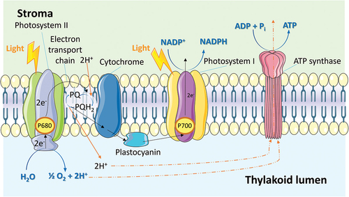 Figure 5. Photosynthetic electron transport on the thylakoid membrane which synthesizes ATP through the ATP synthase complexes.