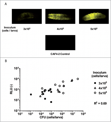 Figure 5. Detection of luminescence signals of C. albicans cells in living animals. Direct detection of the luminescence signal in the living larvae 24 h post-infection was carried out using a ImageQuant LAS 4000 mini CCD camera (GE Healthcare Bio-Sciences). (A) A representative example of recorded signals of larvae infected with EDY2 luminescent strain. Larvae injected with non-luminescent CAF4-2 strain or with PBS were used as controls. (B) Comparison of luminescence signals with enumerated CFUs obtained after sacrifice of the larvae 24 h post-infection. Each point corresponds to a single larva. Results presented here merge data of 2 independent experiments. The first and the second experiments were performed with 3 and 6 animals per group, respectively. RLU (−): arbitrary units of luminescent signal.