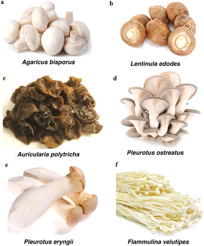 Figure 1. Some common commercially cultivated mushroom species: a. Agaricus bisporus; b. Lentinus edodes; c. Auricularia polytricha; d. Pleurotus ostreatus; e. Pleurotus eryngii; f. Flammulina velutipes.