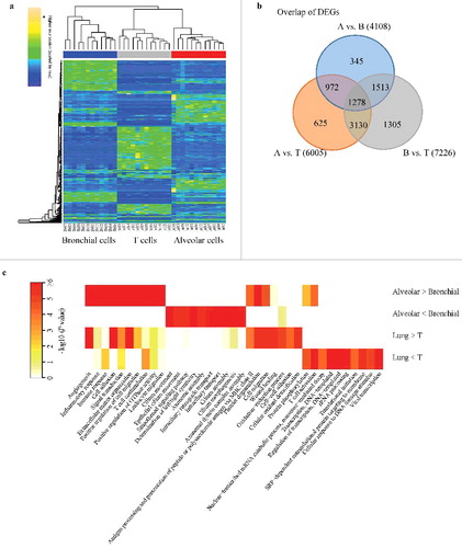 Figure 4. Transcriptome profiles of alveolar, bronchial, and T cells. (a) Heatmap of 500 genes with the most variable expression across the cell types. A row represents a gene. (b) Overlap of DEGs in each pair-wise comparison. (c) GO biological process enrichment of DEGs. The P value is corrected for multiple hypothesis testing using the Benjamini-Hochberg method and calculated using David tool [Citation9]. In the last two rows, “T” refers to T cells. “Lung > T” refers to promoter DMR genes show significant higher methylation in both comparisons between Alveolar and T cells and between Bronchial and T cells.