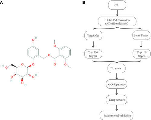 Figure 1 (A) Chemical structure of CA provided by the PubChem database (CID: 158845). (B) Flow chart for CA target prediction that includes ADME assessment, reverse docking, CPI evaluation, GO and pathway analyses, and interaction network construction in order.