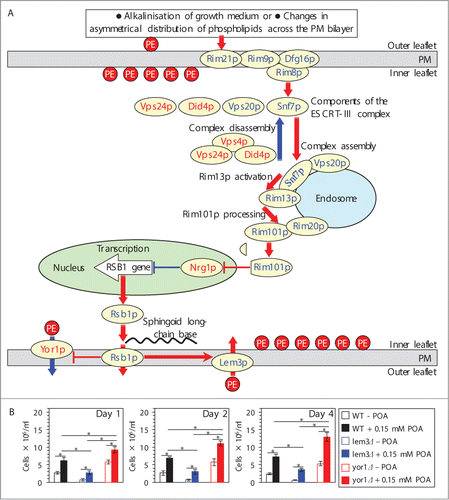 Figure 4. A depletion of PE in the extracellular leaflet of the PM is a characteristic trait of POA-induced liponecrotic PCD, perhaps due to the ability of POA to trigger the alkaline-pH- and lipid-asymmetry-responsive Rim101 signaling pathway. (A) Outline of the Rim101 signaling pathway operating in yeast cells. This pathway can be induced by alkalinisation of culture medium and/or in response to certain changes in asymmetrical distribution of some species of PL across the PM bilayer. The pathway includes the pH sensing protein complex on the PM and the proteolytic processing complex for the transcriptional factor Rim101p on the endosomal membrane. After Rim101p is proteolytically processed by the protease Rim13p on the surface of the endosome, its cleaved form is delivered to the nucleus. In the nucleus, cleaved Rim101p activates transcription of the RSB1 gene by suppressing its repressor, Nrg1p. A protein product of the RSB1 gene is a putative sphingoid long-chain base-specific translocase/transporter within the PM. This protein stimulates the Lem3p-dependent transport of PE from the outer (extracellular) leaflet of the PM to its inner (intracellular) leaflet and suppresses the Yor1p-dependent transport of PE across the PM bilayer in the opposite direction. See text for additional details. The names of proteins whose lack causes a decrease or increase of the susceptibility of yeast to POA-induced liponecrosis are displayed in blue or red color, respectively. Activation arrows and inhibition bars denote pro-death processes (displayed in red color) or pro-survival processes (displayed in blue color) for liponecrotic PCD. (B) WT, lem3Δ and yor1Δ cells were recovered at days 1, 2 and 4 of culturing in YP medium initially containing 0.2% glucose as carbon source. Each cell suspension was divided into 2 equal aliquots. Cells in one of these aliquots were treated for 2 h with 0.15 mM POA; cells in the other aliquot remained untreated. Cells in each aliquot were then diluted in YP medium containing 2% glucose and supplemented with 25 μM cinnamycin. Both aliquots were incubated for 8 h, and the total number of cells in each aliquot was determined using a hemacytometer. Data are presented as means ± SEM (n = 5–6). Abbreviations: ESCRT-III, endosomal sorting complex (type III) required for transport; PE, phosphatidylethanolamine; PL, phospholipids; PM, plasma membrane; POA, palmitoleic acid; PS, phosphatidylserine; TAG, triacylglycerols.