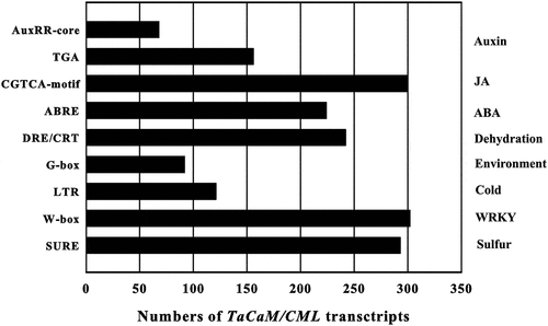 Figure 4. Numbers of TaCaM/CML transcripts containing various cis-acting elements. AuxRR-core and TGA element: auxin responsive element, CGTCA-motif: JA-responsive element, ABRE: abscisic acid (ABA)-responsive element, DRE/CRT: dehydration-responsive element/C-repeat element, G-box: environmental signal response element, LTR: low-temperature responsive element, W-box: WRKY binding site, SURE: sulfur-responsive element.