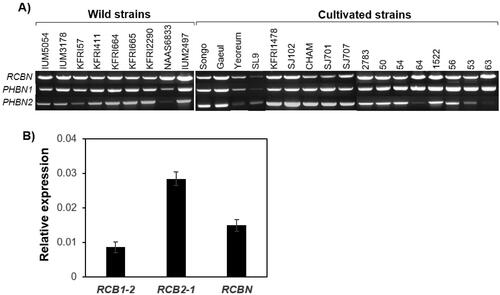 Figure 3. Detection of the Bα-N locus in various strains of Lentinula edodes and expression analysis of the mating pheromone receptor genes. (A) PCR detection of RCBN, PHBN1, and PHBN2 in the cultivated and wild strains of L. edodes; (B) qRT-PCR analysis of RCB1-2 (Bα sublocus), RCB2-1 (Bβ sublocus), and RCBN (Bα-N locus) in L. edodes SJ701-M1. The relative expression levels of the mating pheromone receptor genes were calculated by comparing them to the expression amount of β-tubulin. The error bars are standard errors derived from the triplicated experiments.