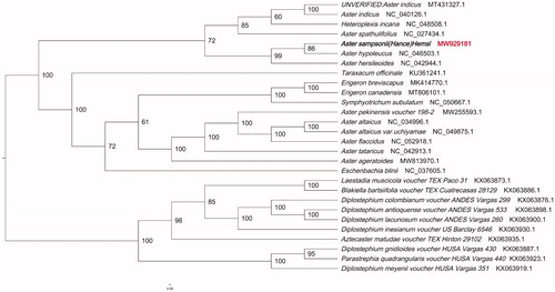 Figure 1. Phylogenetic tree showing the relationship between Aster sampsonii and 27 Compositae species. Phylogenetic tree was constructed based on the complete chloroplast genomes using maximum likelihood (ML) with 5000 bootstrap replicates. Numbers in each the node indicated the bootstrap support values.