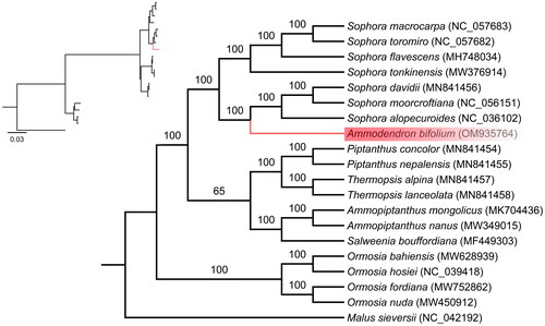 Figure 3. A Phylogenetic tree was reconstructed using the maximum likelihood (ML) method based on the complete chloroplast genome sequences of Ammodendron bifolium (shown in red) along with 18 other related species from the Fabaceae family and one species from the Rosaceae family. The numbers on the nodes represent bootstrap values, derived from 1000 replicates. The following sequences were used: Malus sieversii (Accession number: NC_042192), Ormosia nuda (Accession number: MW450912), Ormosia fordiana (Accession number: MW752862), Ormosia hosiei (Accession number: NC_039418), Ormosia bahiensis (Accession number: MW628939), Salweenia bouffordiana (Accession number: MF449303), Ammopiptanthus nanus (Accession number: MW349015), Ammopiptanthus mongolicus (Accession number: MK704436), Thermopsis lanceolata (Accession number: MN841458), Thermopsis alpina (Accession number: MN841457), Piptanthus nepalensis (Accession number: MN841455), Piptanthus concolor (Accession number: MN841454), Sophora alopecuroides (Accession number: NC_036102), Sophora moorcroftiana (Accession number: NC_056151), Sophora davidii (Accession number: MN841456), Sophora tonkinensis (Accession number: MW376914), Sophora flavescens (Accession number: MH748034), Sophora toromiro (Accession number: NC_057682), Sophora macrocarpa (Accession number: NC_057683).