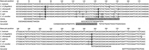 Fig. 1 Alignment of CbCAL (current study), CercoCal (Groenewald et al. Citation2005) and CercoCal1 (De Coninck et al. Citation2012) primer (black text) and probe (white text on grey) sequences against calmodulin sequences (237 bp) of six related Cercospora species. Polymorphisms between Cercospora beticola and the remaining species sequences are indicated by shading (white text on black indicates >3, black text on grey indicates 2 to 3 and white text on grey indicates 1 polymorphism). GenBank accession numbers for calmodulin sequences were C. beticola (AY840425.1), C. cf. flagellaris (JX142876.1), C. chenopodii (KJ885793.1), C. zebrina (JX143020.1), C. apii (AY840417.1) and C. cf. resedae (DQ233395.1). C. beticola (AY840425.1) was used for base pair reference positions. A (-) indicates the absence of sequence information in the GenBank accession.