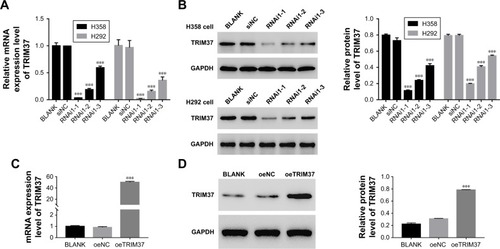 Figure 2 Knockdown and overexpression of TRIM37 in lung cancer cell lines.