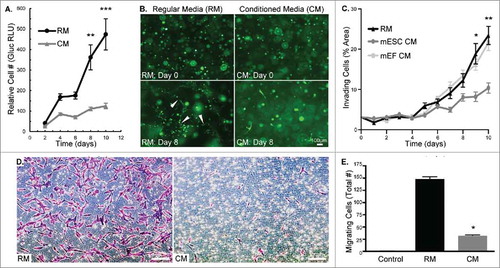 Figure 1. MDA-MB-231 cells treated with mESC CM display decreased proliferation, invasion, and migration. (A) MDA-MB-231-Gluc cells were cultured in 2D for 10 d in either RM or CM with media change and Gluc measurement occurring every 2 d to quantify proliferation. (B) MDA-MB-231-GFP cells were embedded in Matrigel and treated with RM or CM over a period of 10 d. Images were captured every 2 d to monitor morphological differences. White arrows indicate tubular structures. (C) Cell invasion was compared between RM, mESC CM and mEF CM treated MDA-MB-231 cells by measuring percent of area invaded by cells embedded in Matrigel over a period of 10 d. Phase contrast images were captured daily and area was quantified using Image J. (D) Representative images of crystal violet stained MDA-MB-231 cells after 24 hr migration period through transwell membranes. (E) MDA-MB-231 cells were pre-treated with RM or mESC CM and cell migration was assessed using a transwell migration assay. Control transwell inserts absent of cells showed no staining. Error bars indicate standard error and statistical significance indicated by * for p<0.05, ** for p<0.005, and *** for p<0.0005. Scale bars are 100 μm.