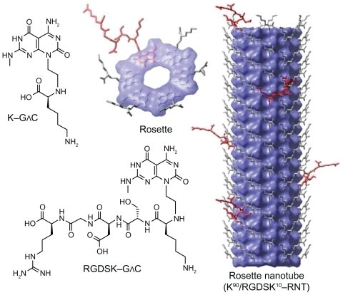 Figure 1 Hierarchical self-assembly of rosette nanotubes. The G∧C motif functionalized with K and RGDSK self-assemble into six-membered supermacrocycles (rosettes), which then stack up to form rosette nanotubes. K–G∧C and RGDSK–G∧C can be co-assembled in a predefined molar ratio to form hybrid rosette nanotubes, such as the K90/RGDSKCitation10-RNT investigated in this report.