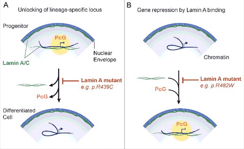 Figure 3. Connecting lamin A mutations, Polycomb and local genome conformation to developmental gene expression. (A) Unlocking of a lineage-specific gene from lamin A. In progenitor cells, a locus is held in a repressed state by Polycomb proteins (PcG) stabilized intranuclear lamin A/C. Dissociation of lamin A/C from the locus upon differentiation favors release of Polycomb, promoter-enhancer interaction and transcriptional activation of the locus. Some lamin A mutants such as lamin A p.R439C [Citation72] enhance lamin A binding to chromatin and would inhibit this process. (B) Conversely, a gene active in progenitor cells is repressed by Polycomb on differentiation. This is enabled by an intranuclear lamin A network which stabilizes Polycomb at the locus. An example is the MIR335 gene in adipocyte progenitors [Citation22]. The lamin A p.R482W mutant prevents lamin A binding, Polycomb recruitment and transcriptional repression.