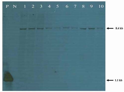 Figure 1. Southern blotting of the RS transgene in dongjin and Iksan526 lines