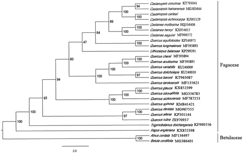 Figure 1. Phylogenetic analysis of 24 species of Fagaceae and two taxa (Alnus cordata, Betula cordifolia) as outgroup based on plastid genome sequences by RAxML, bootstrap support value near the branch.