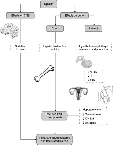 Figure 1 Mechanisms by which opioids may increase the risk of fracture and fall-related injuries.