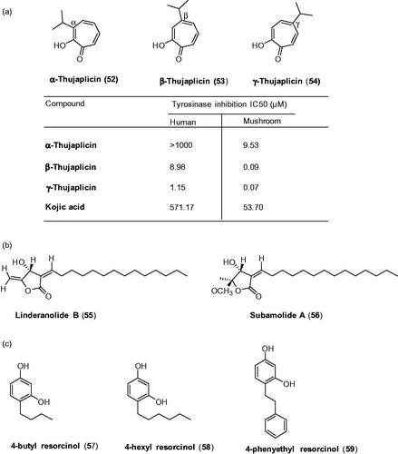 Figure 15. Chemical structure of tyrosinase inhibitors; (a) thujaplicin analagoues (52–54),Citation142 (b) linderanolide B and subamolide ACitation143 and (c) resorcinol derivatives Citation144.