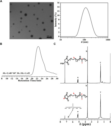 Figure 2 Characterization of nanoparticles and covalent coupling of HCGβ peptide to the nanoparticles. (A) HCGβ 81-nanoparticles pictures in transmission electron microscopy and size distribution. (B) Gel permeation chromatography was used to detect the molecular weight and distribution of nanoparticles. (C) HCGβ 81-NP with or without MTX loaded were measured by nuclear magnetic resonance spectroscopy.