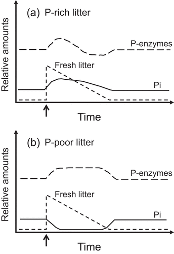 Figure 2. Schematic diagram for the effects of inputs of (a) P-rich plant litter and (b) P-poor plant litter on P-acquiring enzyme activity and its hydrolysis product level (i.e., inorganic P; Pi) in soil. Arrows indicate the time point of litter input. P is present mainly as organic P in plant litter. Input of P-rich litter results in a positive relationship between P-acquiring enzyme activity and Pi concentration, whereas input of P-poor litter leads to a negative relationship. See the text for details.
