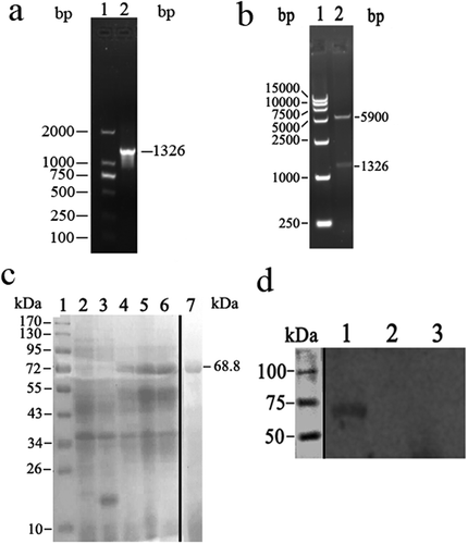 Figure 1. The recombinant CTB-ClfA221-550 protein was prepared. (a) The target genes were amplified by PCR. The DNA Mark 15,000 is in lane 1; the PCR products of about 1300 bp are shown in lane 2. (b) The pET-32a (+)-ctb-clfa vectors were identified with the restriction endonucleases Sal I and Not I. The digested results in lane 1 showed the DNA Mark 15,000 and two fragments, about 1300 bp and 5900 bp, is in lane 2. (c) Confirmation of CTB-ClfA221-550 proteins. Lane 1: Protein marker. Lanes 2–7 are detected in SDS-PAGE gel with coomassie blue dye. Lane 2, 3: E. coli BL21 (DE3) and E. coli BL21 (DE3) with pET-32a (+) induced by IPTG as control, respectively. Lane 4: E. coli BL21 with pET-32a (+)-ctb-clfa without induced by IPTG. Lane 5, 6: E. coli BL21 with pET-32a (+)-ctb-clfa induced by IPTG; Lane 7: Purified CTB-ClfA221-550 protein. (d) The CTB-ClfA221-550 protein was detected with Western blotting. Lane 1: E. coli BL21 with pET-32a (+)-ctb-clfa; Lane 2: E. coli BL21 with pET-32a (+); Lane 3: E. coli BL21.