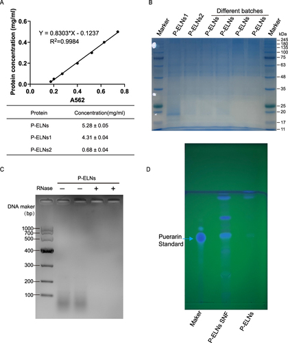 Figure 2 Analysis of the principal components of P-ELNs via protein BCA assay (A), Coomassie staining (B), RNA agarose gel (C), and TLC (D).