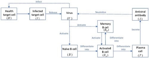 Figure 9. The flow chart for the within-host virus Model (Equation9(9a) H′=λH−τHV−δHH,(9a) ).