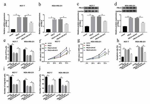 Figure 6. The impact of PBLD upregulation on cell behavior and the IC50 of PTX was abrogated by co-transfection with miR-4513 in vitro. (a-j) MCF-7 and MDA-MB-231 cells were transfected with vector, PBLD, PBLD+miR-NC, or PBLD+miR-4513, respectively, (a-d) qRT-PCR and western blot analyses for the alteration of the mRNA and protein levels of PBLD in vitro. (e) The role of PBLD and miR-4513 in the IC50 of PTX in breast cancer cells. (f and g) MTT assay for measuring the change of cell proliferation in MCF-7 and MDA-MB-231 cells. (h) Flow cytometry estimation for the level of cell apoptotic rate in vitro. (i and j) The capacities of cell migration and invasion of MCF-7 and MDA-MB-231 cells treated accordingly. *P < 0.05