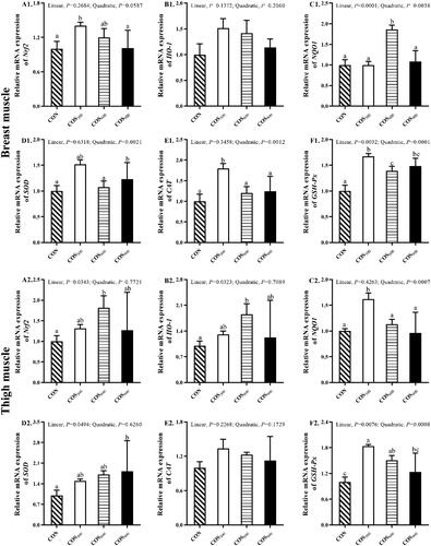 Figure 3. Effects of chitosan oligosaccharides (COS) supplementation on relative gene expression of anti-oxidant related genes in breast and thigh muscle of frizzled chickens. a,b,cMean values with no same superscript in a row were significantly different (p < .05); Nrf2: nuclear factor erythroid 2-related factor 2; HO-1: heme oxygenase-1; NQO1: NAD(P)H quinone dehydrogenase 1; SOD: superoxide dismutase; CAT: catalase; GSH-Px: glutathione peroxidase; linear and quadratic effects with increasing level of chitosan oligosaccharides (COS) conducted by orthogonal polynomial contrast.