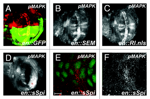 Figure 2. Increased pMAPK expression by sSpi expression is predominantly cytoplasmic. All panels show late third instar wing discs, anterior up, dorsal left, genotypes indicated bottom right, stain listed top right. (A) Wild-type wing discs shows GFP expression (green) in posterior compartment driven by the engrailed:Gal4 driver (en::GFP). Normal pMAPK expression (red) is indicated. (B) Expression of pMAPK (white) in engrailed-Gal4; UAS:RlSEM wing discs. Note increased expression of pMAPK in normal expression domains in posterior compartment. (C) Expression of pMAPK (white) in engrailed-Gal4; UAS:Rl.nls wing discs. Note no significant alteration of pMAPK expression compared to wild-type. (D) Expression of pMAPK (white) in engrailed-Gal4; UAS:sSpi wing discs. Note increased and expanded expression of pMAPK in posterior compartment. (E) Expression of pMAPK (red) and nuclear GFP (green) from red box in (D). Note that pMAPK is predominantly cytoplasmic. Scale bar indicates 5 μm. (F) pMAPK expression (white) from (E).